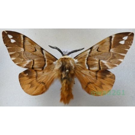 Endromis versicolora (Linnaeus, 1758) male Nasierszyca brzozówka, nasierszyca różnobarwna Poland96n